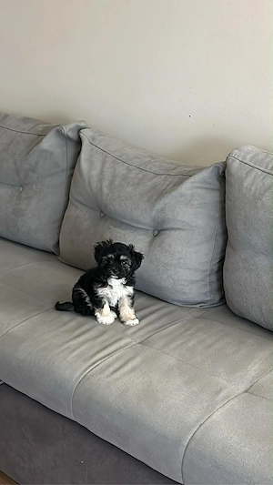 Fetiță Shih Tzu Superbă + Kit Complet (Țarc, Pătuț, Accesorii)   Vaccinată - imagine 2