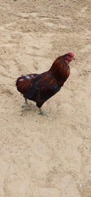 Cocos de vanzare
