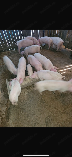 Porci Grostei de vânzare  - imagine 2