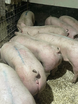 Porci ȘI Godaci RASĂ carne! - imagine 2