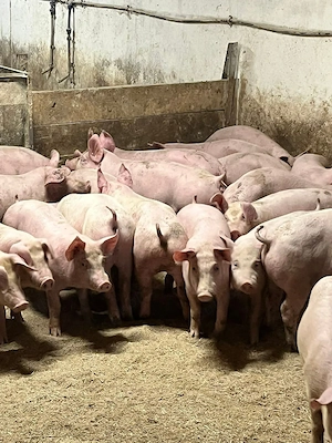 Porci ȘI Godaci RASĂ carne!