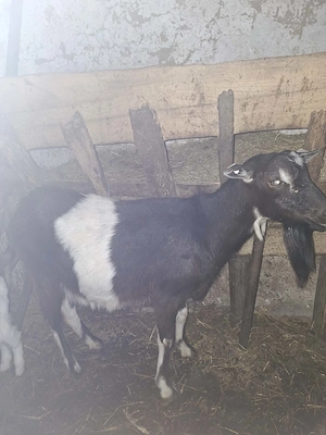 Capră tânără 
