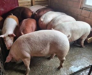 Porci rasă mixtă! - imagine 2