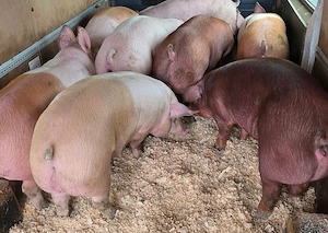 Porci rasă mixtă!