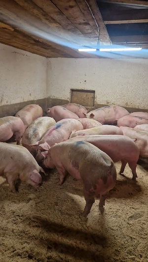 Porci de rasă 90-100-110 kg!