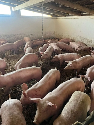 Porci   Godaci rasă carne!