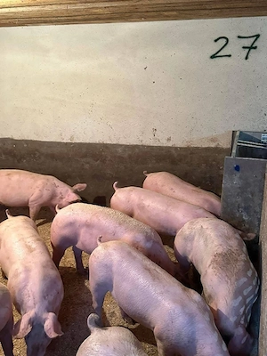Godaci și Porci rasă carne!