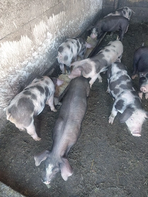 porci de vanzare - imagine 3