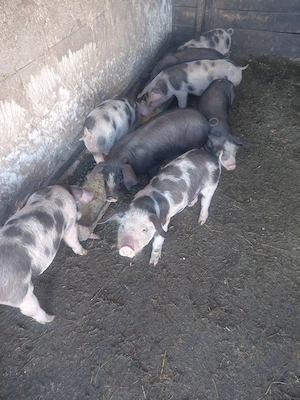 porci de vanzare
