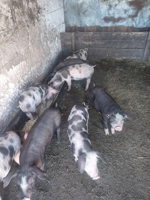porci de vanzare - imagine 4
