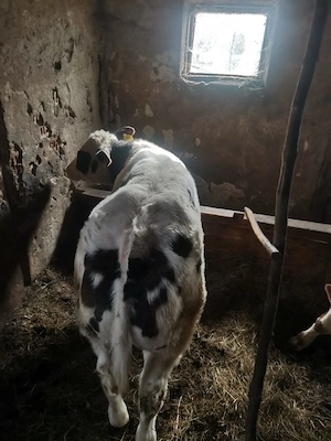 vitea albastru belgian, 4 luni, 170 kg, 6000 lei, - imagine 2
