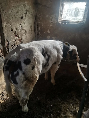 vitea albastru belgian, 4 luni, 170 kg, 6000 lei, - imagine 4