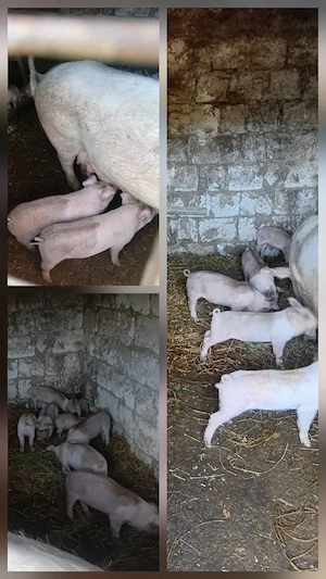 Purcei de vânzare 