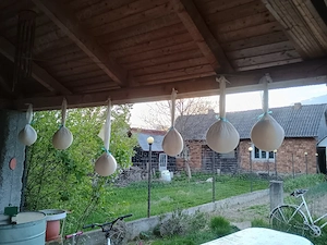 Cas de capră 
