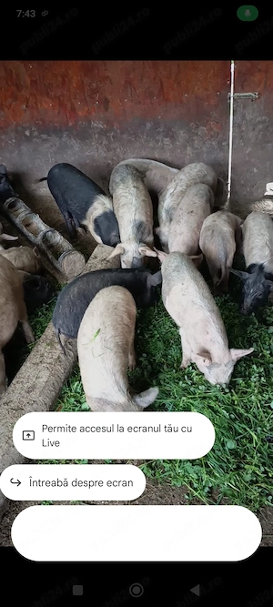 Purcei de vânzare