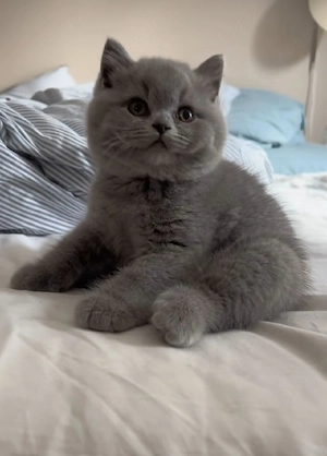 British Shorthair lila !!asiguam transport  - imagine 2