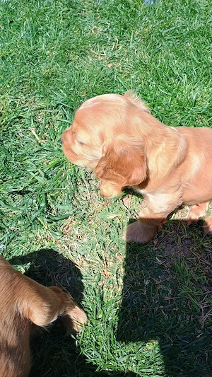 Pui de cocker spaniel de rasă pură  - imagine 3