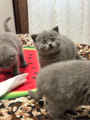 British Shorthair