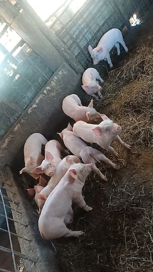 Vand purcea cu 10porci  - imagine 4