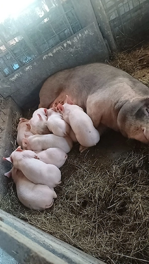 Vand purcea cu 10porci  - imagine 2