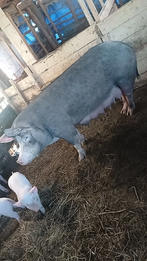 Vand purcea cu 10porci  - imagine 3