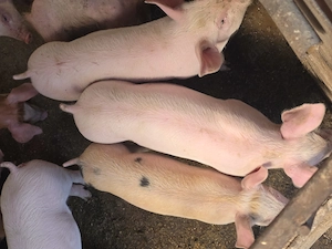 Purcei grasuni landrace cu duroc , calitate top