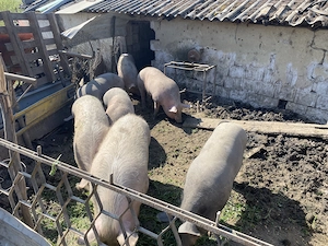 De vânzare porci carne 