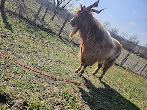 vand țap de 2 ani juamtate
