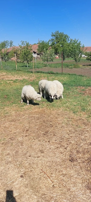 Vand 3 mielute si 1 berbec 