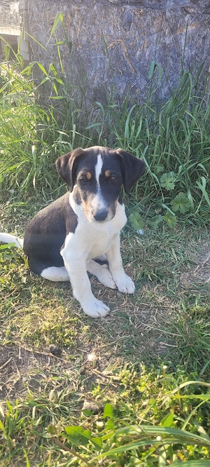 Jack russell 