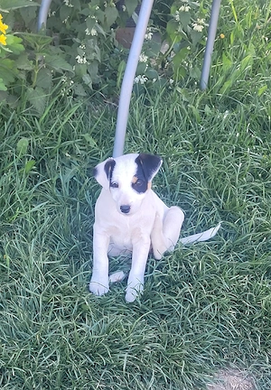 Jack russell terier 
