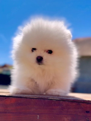 pomeranian boo