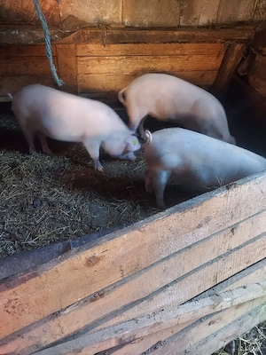 porci de vânzare  - imagine 5