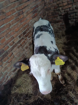 Vând vacă bună de lapte, stă la muls și vițelușă belga de 4 săptămâni  - imagine 4