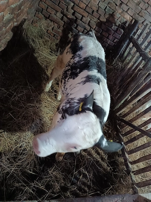 Vând vacă bună de lapte, stă la muls și vițelușă belga de 4 săptămâni  - imagine 3