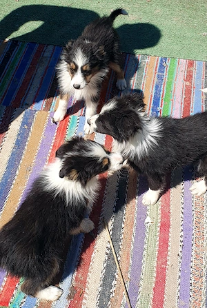 Border Collie de vanzare !  - imagine 2