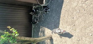 Border Collie de vanzare !  - imagine 3
