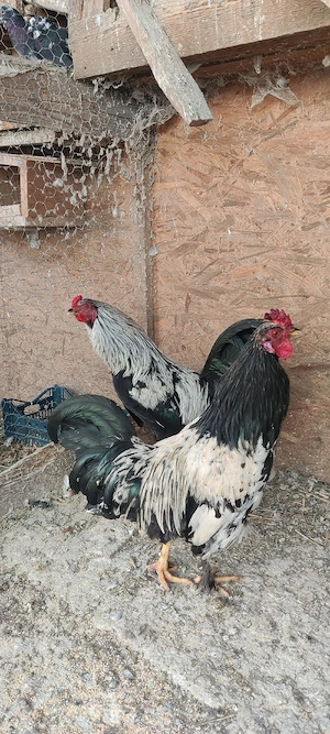 vand ce se vede în poza cocosi araucana oua de rata si de gaina  - imagine 4
