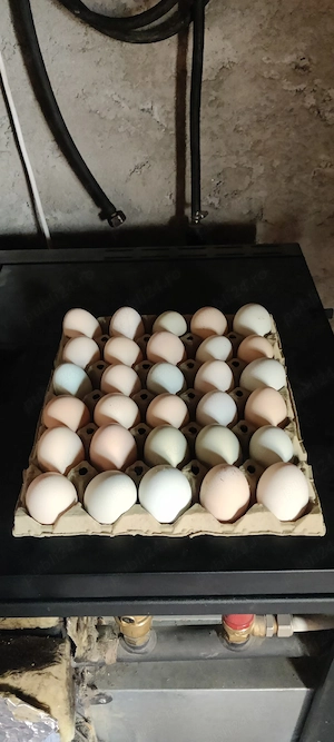 vand ce se vede în poza cocosi araucana oua de rata si de gaina 