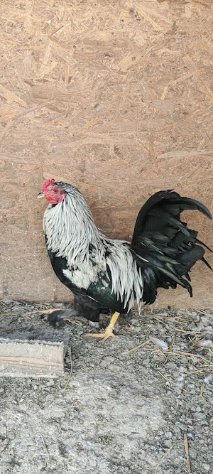 vand ce se vede în poza cocosi araucana oua de rata si de gaina  - imagine 5