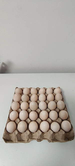 vand ce se vede în poza cocosi araucana oua de rata si de gaina  - imagine 2