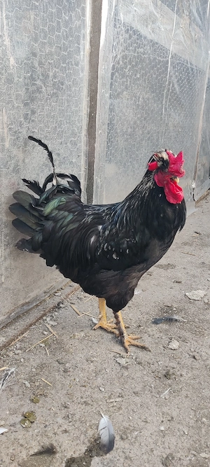 vand ce se vede în poza cocosi araucana oua de rata si de gaina  - imagine 3