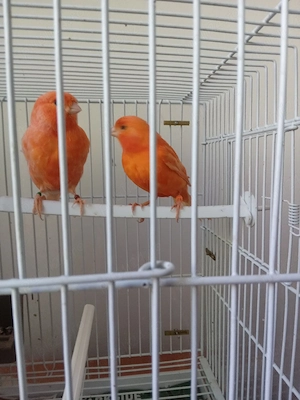 canari de vanzare .