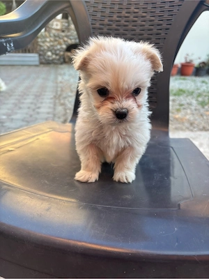 Bichon Maltez
