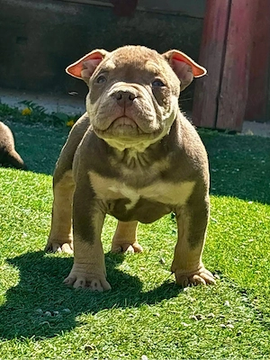 American bully pocket  - imagine 5