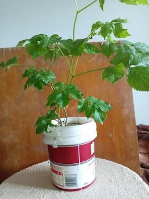 Soc (Sambucus nigra)