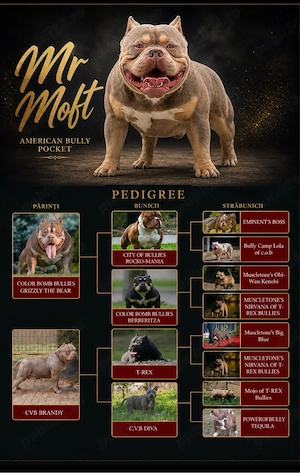 American bully pocket  - imagine 2