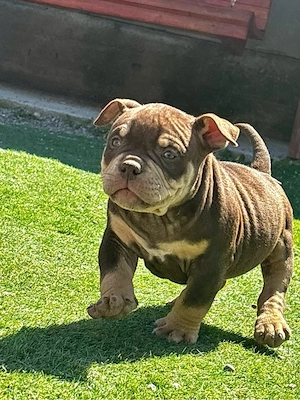 American bully pocket  - imagine 3