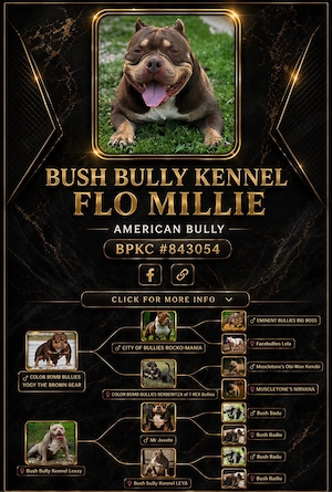 American bully pocket  - imagine 4