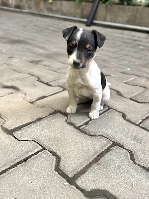 Pui Jack Russell Terrier   Născuți pe 1 Martie 1 fetiță și 1 băiat